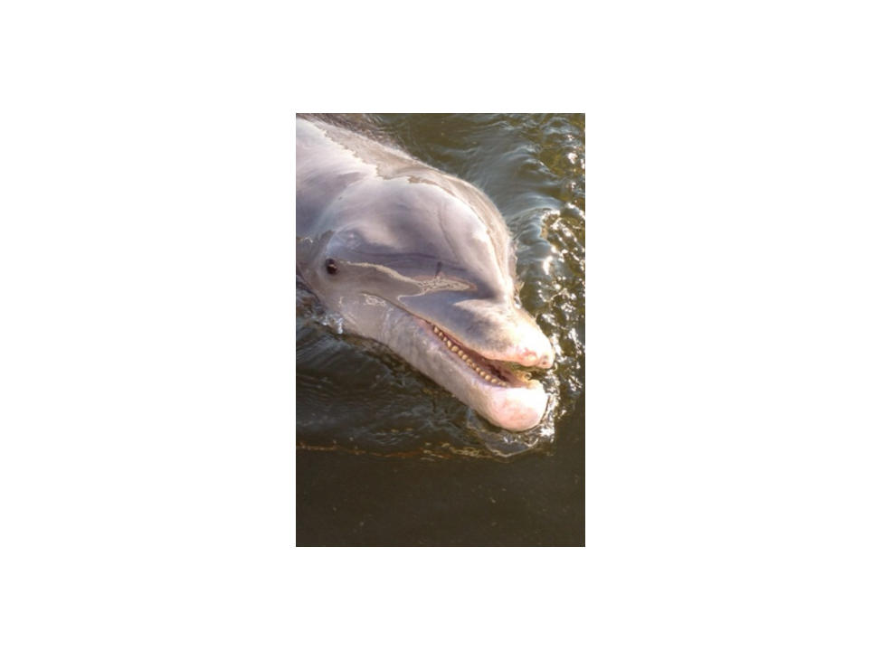 102415_Dolphin