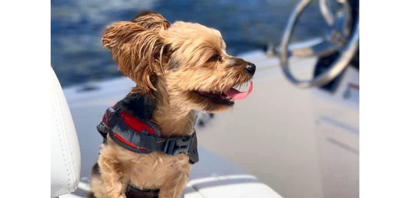 Boating with Dogs