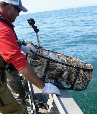 ELECTRIC TRAP-POT PULLER