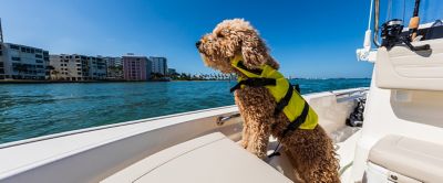 BW-Navigator-Boating-Pets-1366x565