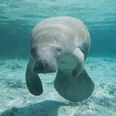 aquarium in clearwater