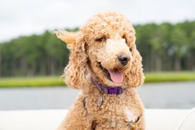 Dog On Boat