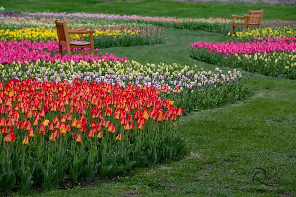 tulips on display at the tulip festival