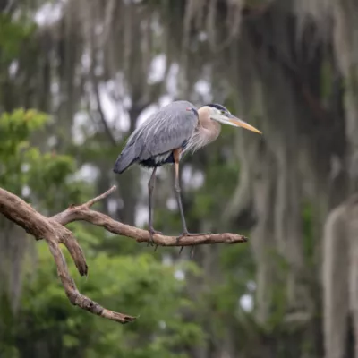 bird at a nature preserve