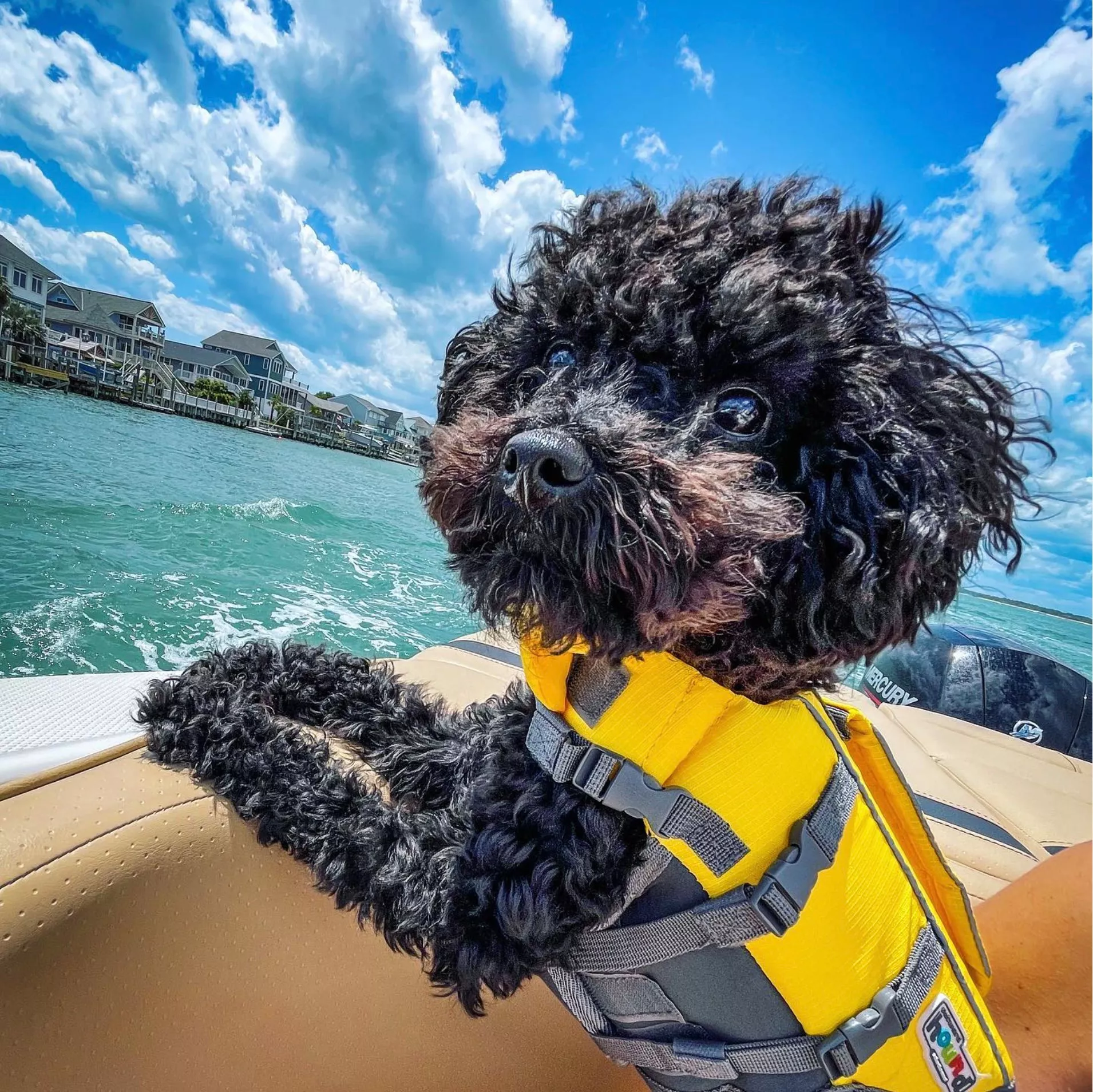 dog with life vest on boat