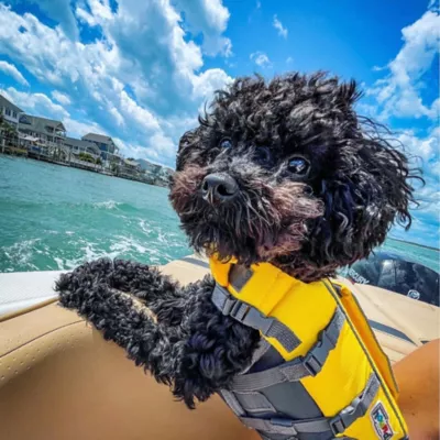 dog with life vest on boat