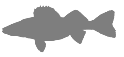 Lowe Pro Staff Fish icon walleye
