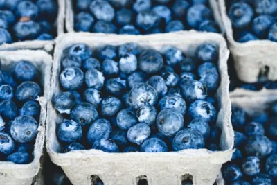 National Blueberry Festival 