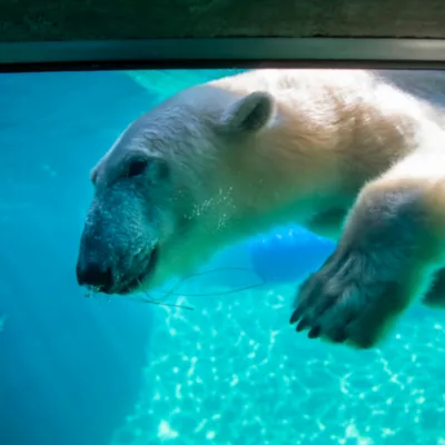 polar bear at the point defiance zoo