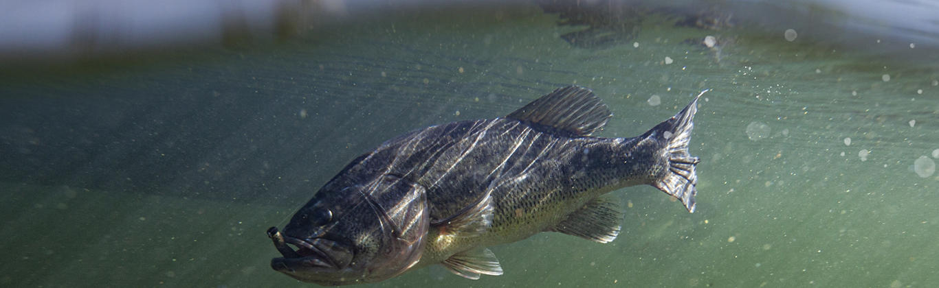 Largemouth Bass Fish Biting Bait