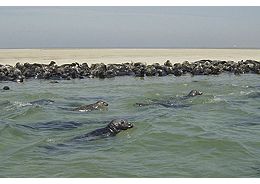 cape-cod-west-dennis-seals-on-monomoy