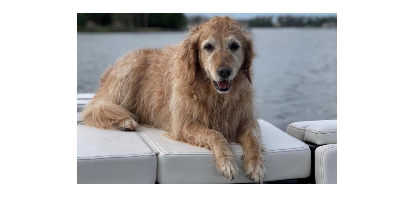 Dog-Friendly Boat Pic