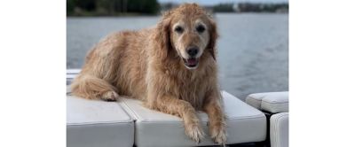 Dog-Friendly Boat Pic