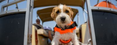 Boating with Dogs