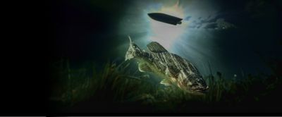 fish-hawk-teaser