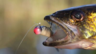 How to Use UV Light to Catch Fish