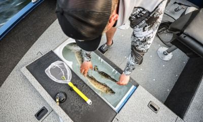 Fisherman placing fish in livewell